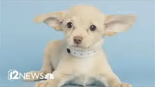 Valley dog to represent AZ Humane Society