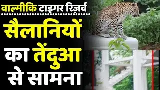 क्या हुआ जब Valmiki Tiger Reserve में सैलानियों का हुआ तेंदुआ से सामना ? | Bihar News | Bettiah