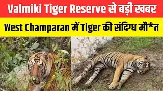 Valmiki Tiger Reserve से बड़ी खबर West Champaran में Tiger की संदिग्ध मौ*त