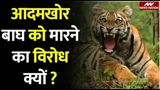 Valmiki Tiger Reserve : आदमखोर बाघ को मारने के आदेश एक्सपर्ट क्यों कर रहें है सरकार का विरोध!