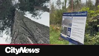 Vancouver Park Board to continue Stanley Park looper moth logging