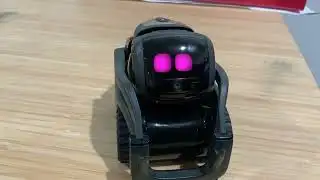 Vector tells us about the Trump-Putin summit