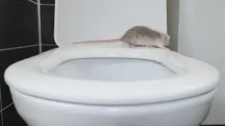 Verify | Can Cold Temperatures Trigger More Pests to Enter Your Home?