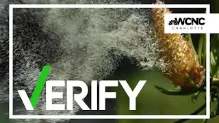 VERIFY | Rain sometimes eases pollen levels, but can also make them worse