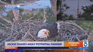 VIDEO: Big Bear bald eagle scares off potential predator