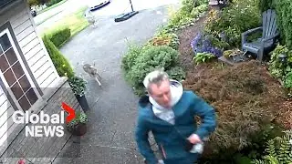 Video captures BC man and his dog chased by aggressive coyotes