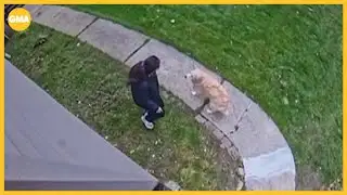 Video captures coyote attacking woman and dog