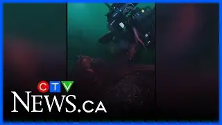 Video captures incredible octopus encounter