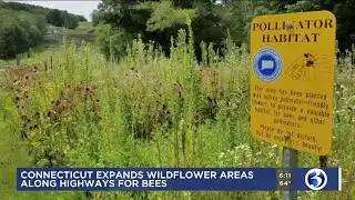 VIDEO: DOT pollinator areas expanding along CT highways