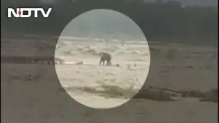 Video: Elephant, Stranded In Rain-Battered Uttarakhand, Rescued