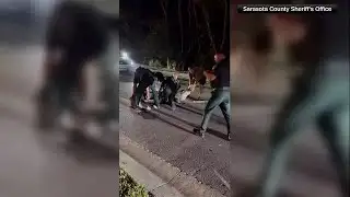 Video: Florida deputies wrangle 14-foot, 600-pound alligator