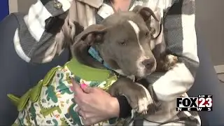 Video: Local nonprofit seeking help in animal abuse case
