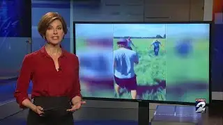 Video of escaped king cobra