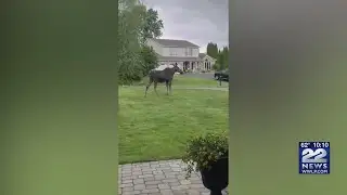VIDEOS: Moose spotted in Ludlow front yard