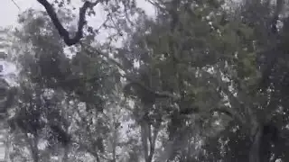 Viewer captures tree falling in Shelby amid Hurricane Helene