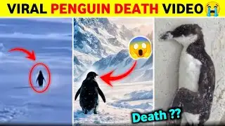 Viral Penguin Death News | Penguin Mountain Documentary | Penguin Depressed Explained