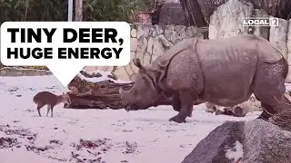 Viral video: Tiny deer takes on giant rhino in zoo showdown
