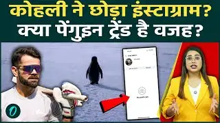 Virat Kohli का Instagram Account अचानक हुआ गायब, मचा हड़कंप, क्या Penguin Trend वजह? पूरा मामला क्या