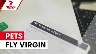 Virgin Australia launches pet flight trial | 7NEWS