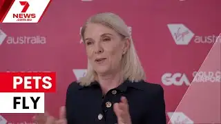 Virgin Australia launches pets in cabin trial | 7NEWS