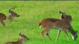 Virginia hunters help combat food insecurity through local program