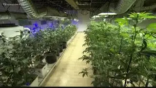 Virginia Lawmaker moves to decriminalize marijuana