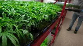 Virginia lawmakers consider revised framework for retail marijuana market