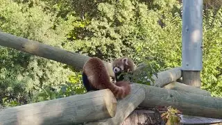 Virginia Zoo exhibit welcomes three new residents