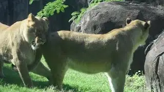 Virginia Zoo welcomes 2 female African lions
