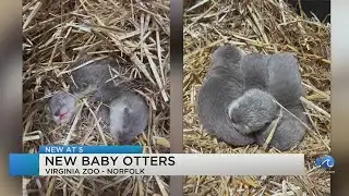 Virginia Zoo welcomes new otter pups