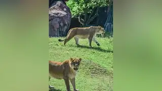 Virginia Zoo welcomes two new lions