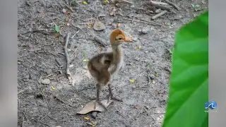Virginia Zoo welcomes two white-naped cranes