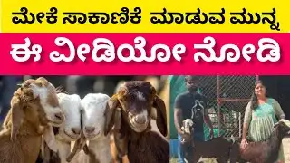 ಕುರಿ-ಮೇಕೆ ಸಾಕಾಣಿಕೆಯಲ್ಲಿ ಸೋಲಬಾರದು ಅಂದ್ರೆ ಈ ಸೂತ್ರಗಳನ್ನು ಪಾಲಿಸಿ! | Vistara Goat and Sheep Traders