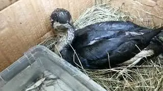 Volunteers are saving a very rare bird.
