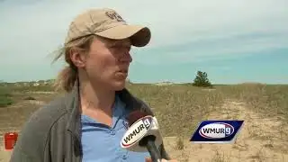 Volunteers plant shrubs to help dunes recover from storms