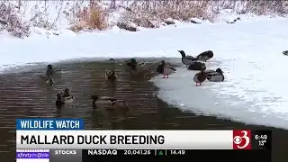 Vt. biologists take part in duck nesting study