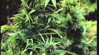 Vt. Lawmakers Consider Medical Marijuana Dispensaries