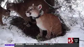 Vt. lawmakers discuss catamount reintroduction proposal