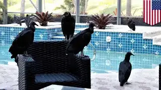 Vultures overrun Florida vacation home - TomoNews