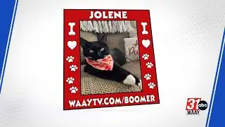 Wag Your Tail Wednesday