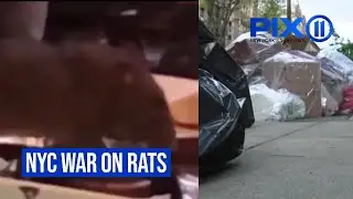 War on rats: New rodent control measures in NYC