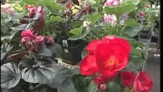 Warm Weather Sparks Spring Fever