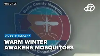 Warm winter weather awakens mosquitoes in Butte County