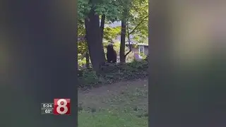Warmer weather brings increased bear sightings
