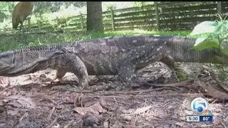 Warning about nile monitor lizard
