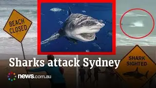 Warning after four shark attacks in 48 hours in Sydney