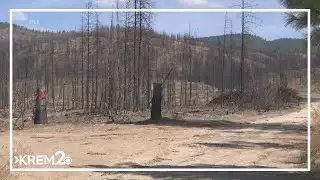 Washington DNR announces reforestation grants