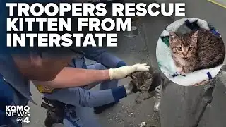 Washington State Patrol troopers rescue kitten from middle of interstate