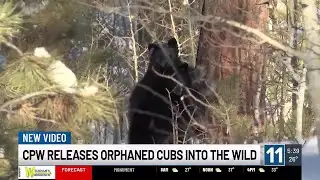 WATCH: 5 orphaned bear cubs found in southern Colorado released into the wild
