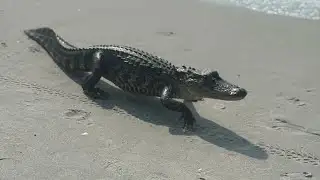 WATCH: Alligator spotted on Myrtle Beach coast